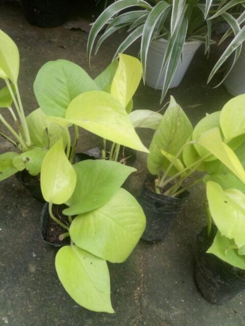 Trầu bà vàng/ Neon Pothos