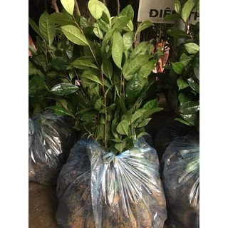 cây trà xanh thái nguyên mua 10 tặng 2