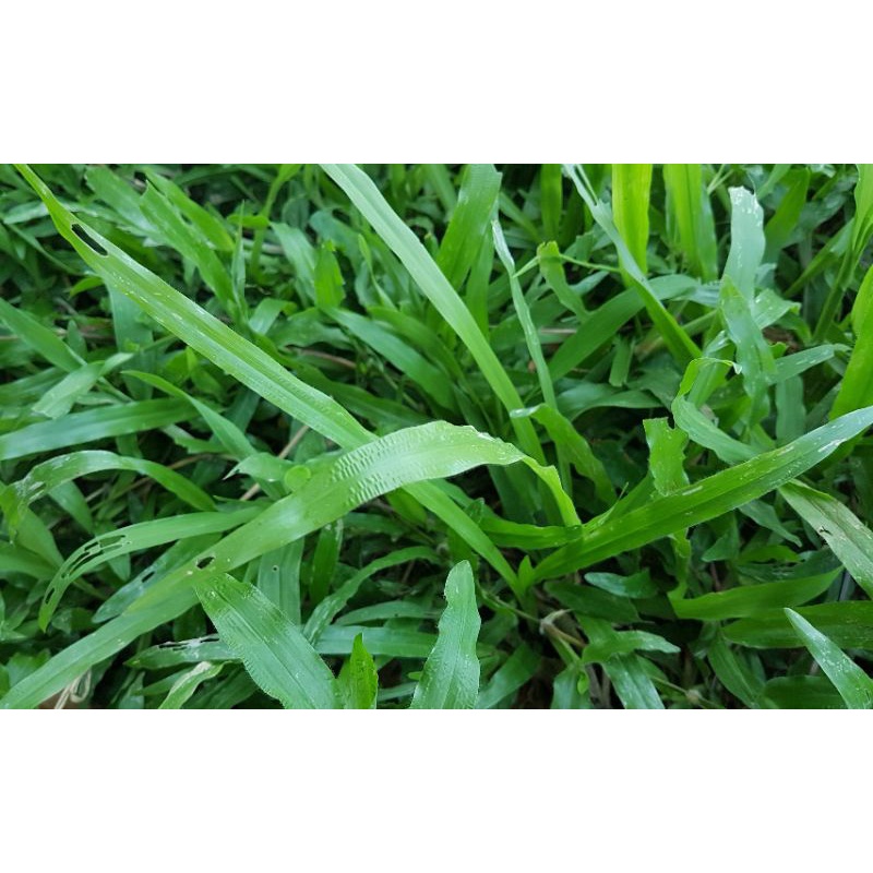 Lá tre làm giá tại nhà 1kg