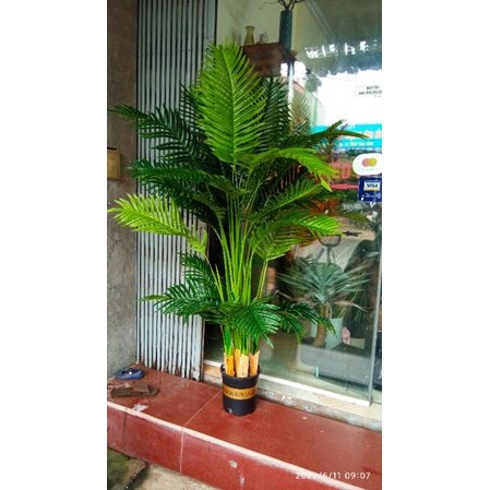 Cây giả - Cây dừa cảnh cao 1.55met - 1,8m - trang trí nhà cửa - cây giống thật.