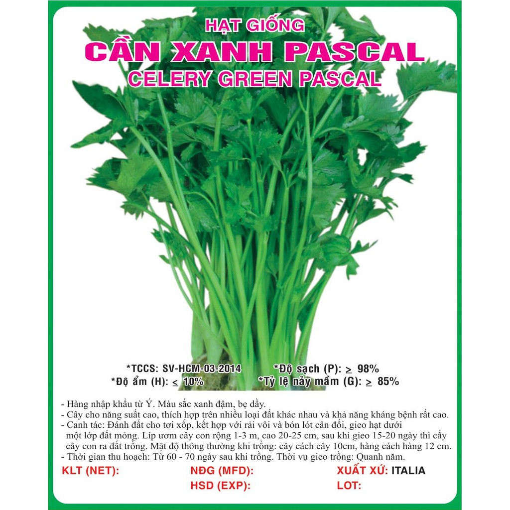 Hạt giống rau cần tây - cần xanh Pascal VTP82 | Vạn Tín Store