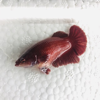 BETTA SUPER RED ( mái bầu )