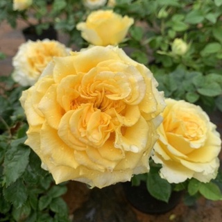 Cây hoa hồng bụi Shell Shell màu vàng, cây nguyên chậu cao 40-50cm. thienan22916