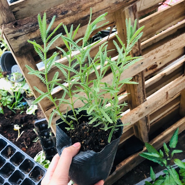 Cây Lavender- cây oải hương