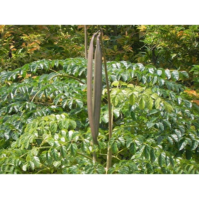 CÂY GIỐNG NÚC NÁC RỪNG