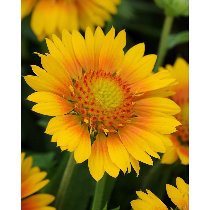 Hạt giống HOA CÚC VÀNG Calendula Pacific Beauty Mix (Calendula officinalis) Hoa không biến đổi gen