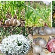 Phân bón Siêu To Củ PIV -Phì củ, nặng củ, chắc củ, bóng củ, chống thối, nứt trái, kéo tinh bột vào củ - Loại 50gam