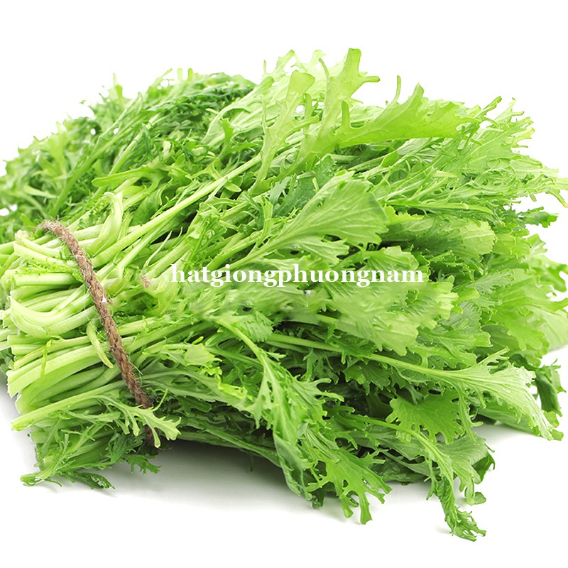 10GR - HẠT GIỐNG CẢI ĐUÔI PHỤNG