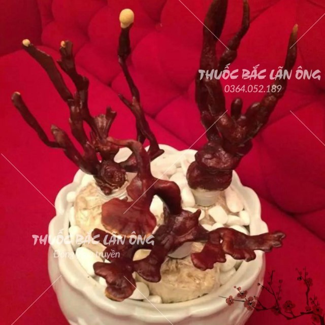 Nấm Linh Chi Sừng Hươu 1kg