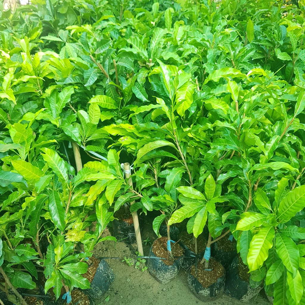 Cây giống Vú Sữa Hoàng Kim ghép cành Cao 60-80cm Cây giống Trồng Chậu