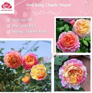 Hoa hồng ngoại Claude Monet rose – Hoa hồng Mỹ màu sọc vàng chanh- Vườn Hoa Melinhrose