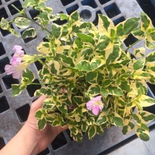 Cây ngót cẩm thạch