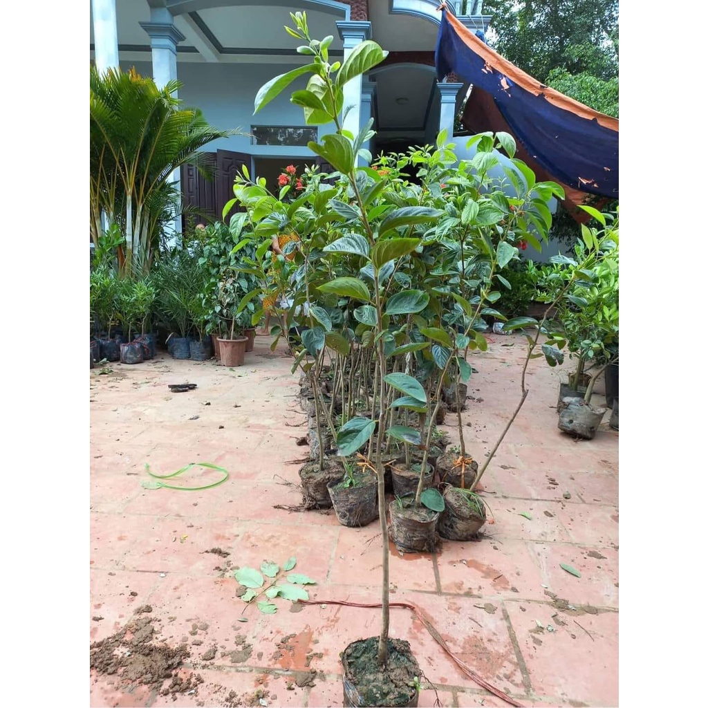 Cây giống hồng giòn hồng nhật không hạt cây giống thế hệ mới cây khỏe năng suất cao ít sâu bệnh