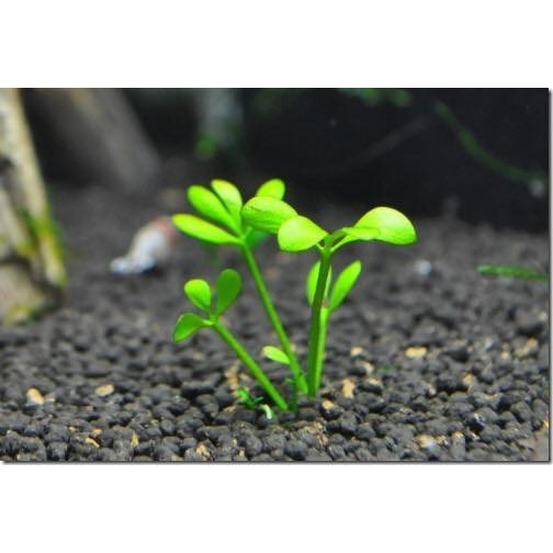 Cây thủy sinh cỏ bợ 4 lá - lá cạn