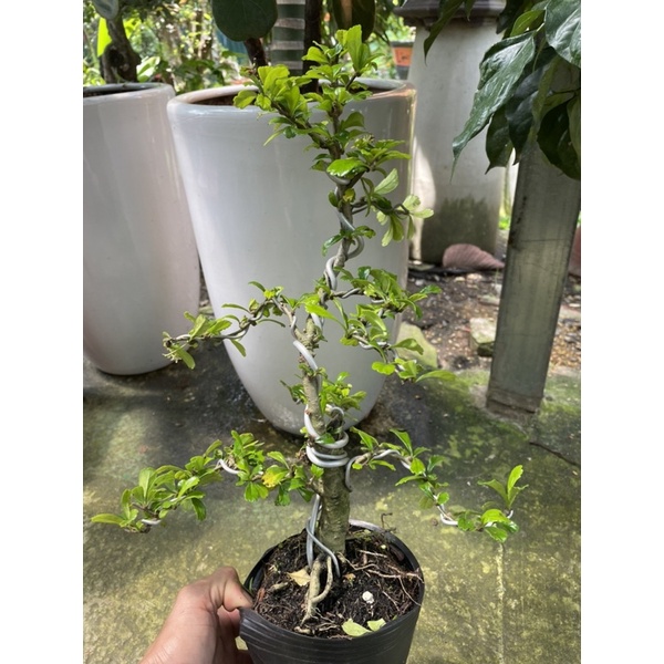 Cây Trà Phúc Kiến  bonsai