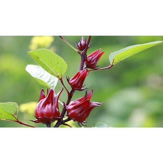 Hạt giống Bụp giấm - gói 10 hạt