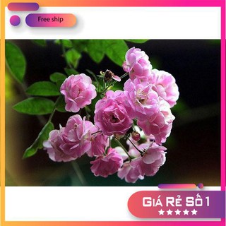 Hạt giống Hoa Hồng Thơm mini (20 hạt)
