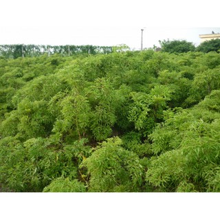 Gối đinh lăng N2 cho bé