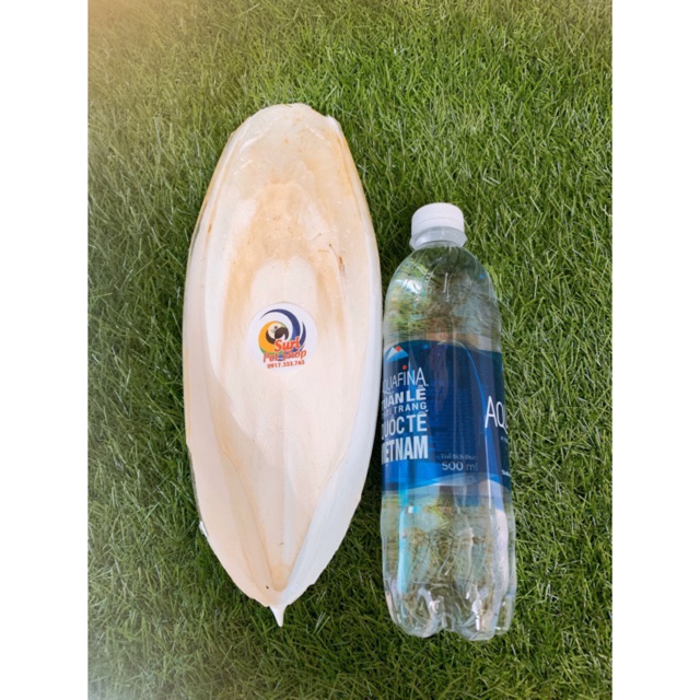 Nan mực size to hơn 1 gang tay 30k/miếng/100g