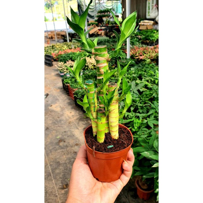 Cây Trúc Phát Lộc 💖FREESHIP💖 Cây Phát Lộc Để Bàn Mang Lại May Mắn Tài Lộc