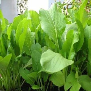 Cải ngọt thái lan .giongcaynhap