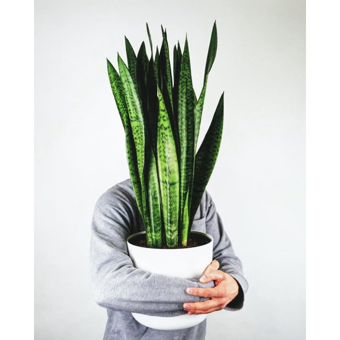 Vườn NHÚ - Cây lưỡi hổ xanh lọc không khí - Giá 1 cây cao 50cm - 70 cm.