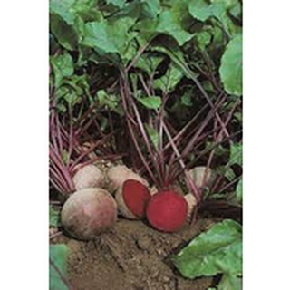 1 Lạng hạt giống củ dền đỏ
