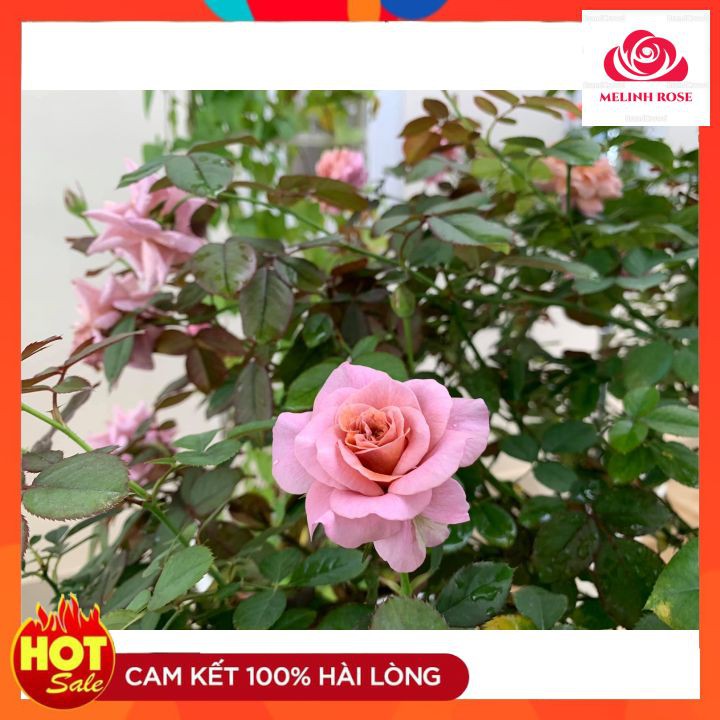 Hoa hồng ngoại Utsusemi Hương thơm : đậm , ngọt ngào,Cây Hoa hồng ngoại Utsusemi