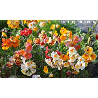 Hạt Giống Hoa Nemesia