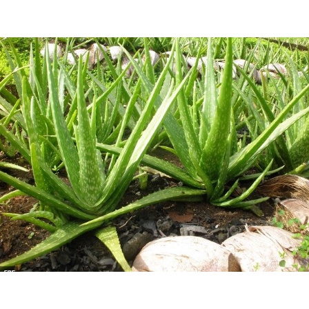 CÂY GIỐNG NHA ĐAM THÁI