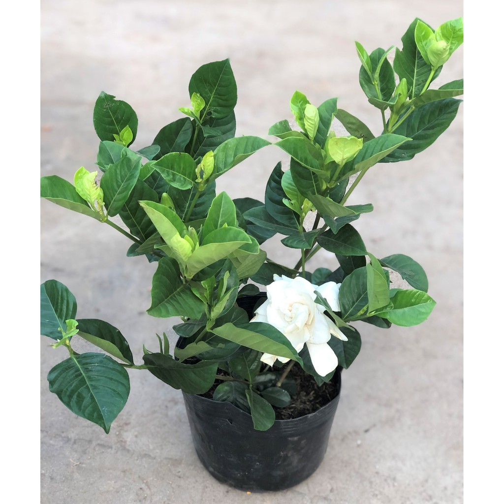 Cây Bạch Thiên Hương hoa thơm