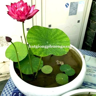 12h - hạt giống hoa sen cung đình