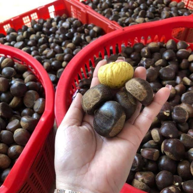 Hạt dẻ tươi