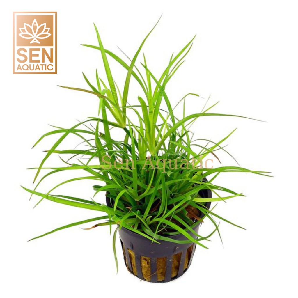 Cây Cỏ Bắp Mỹ - Cây Thuỷ Sinh Đẹp Dễ Trồng , Dễ Chăm Sóc
