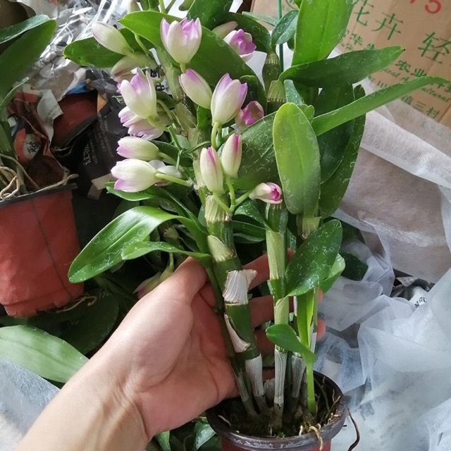 Denzo đang nụ