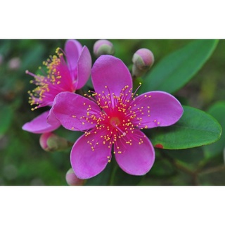 Combo 10 cây sim giống cao 25cm