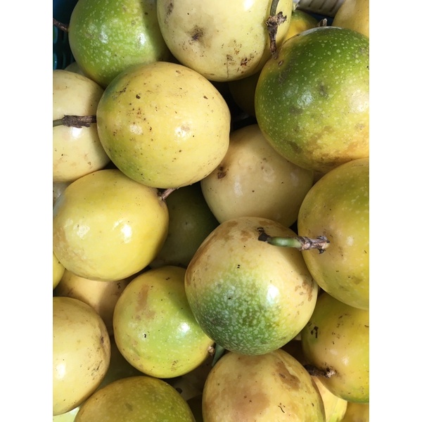 Chanh dây vàng Mộc Châu