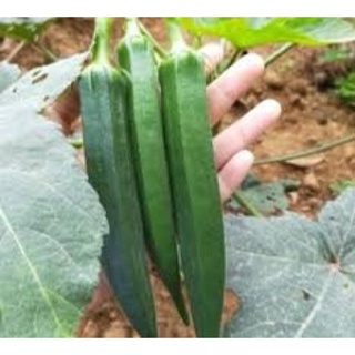 Hạt giống đậu bắp xanh Rạng Đông