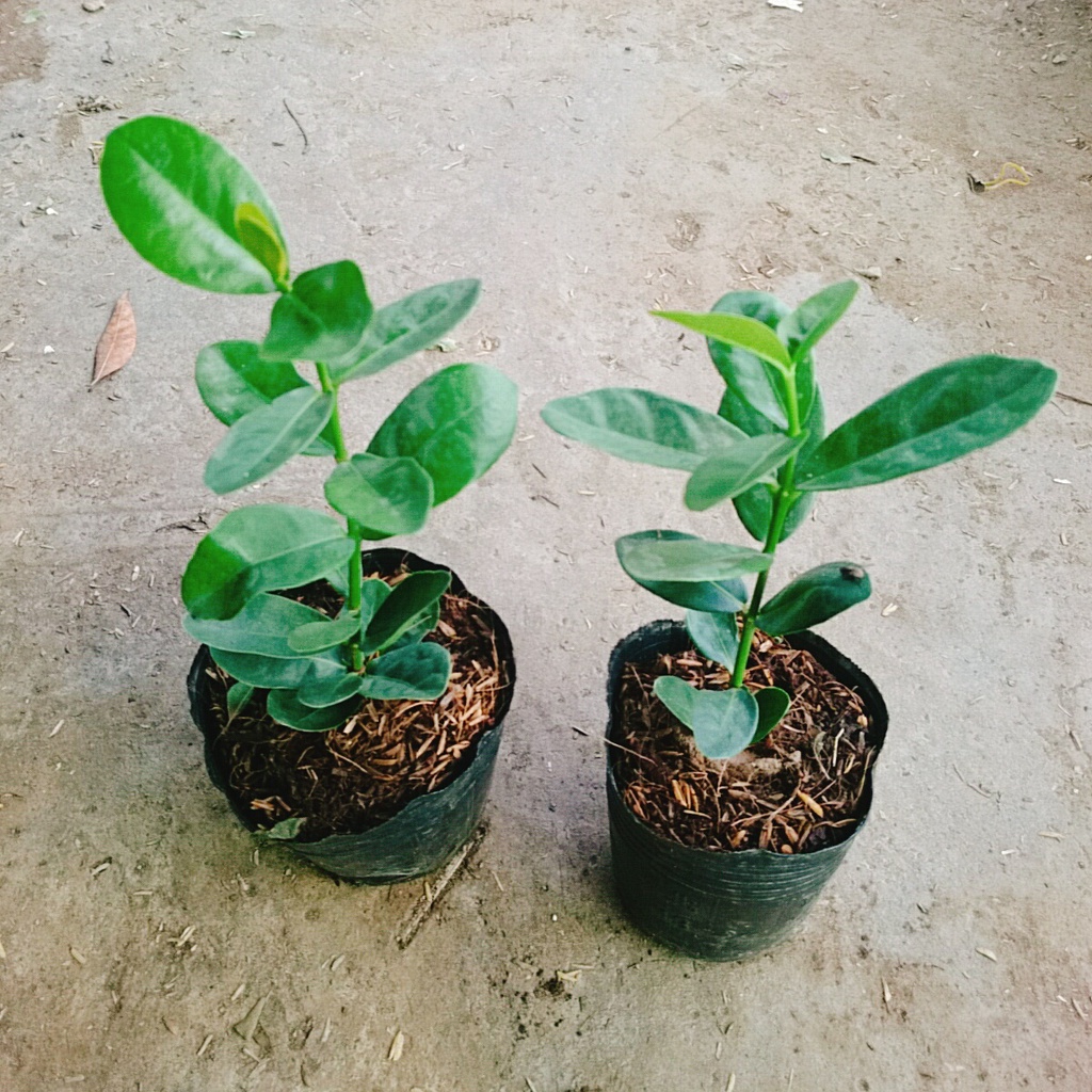 Cây trang phụng hoàng cam