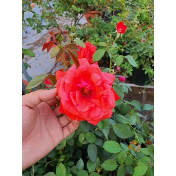 Hoa Hồng Cổ Tàu