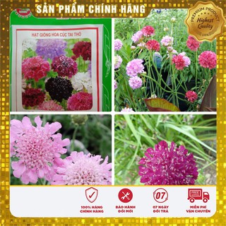 Hạt giống hoa cúc tai thỏ LUCKY SEEDS - 50 hạt