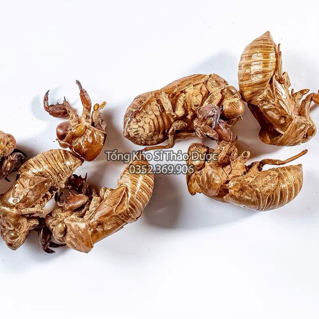 Xác Ve 1kg (Thuyền Thoái, Trùng Thối)