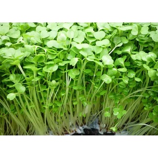 Hạt Giống Rau Mầm Cải