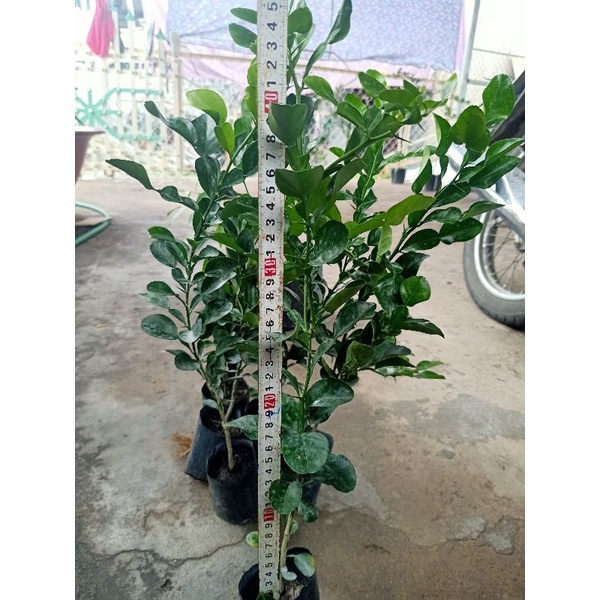 02 cây chúc/chanh thái cao 40_50cm