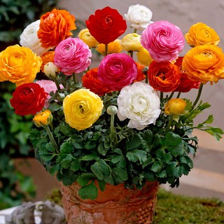 Hạt giống Hoa Hồng ri Ba tư Mix (Mao lương)