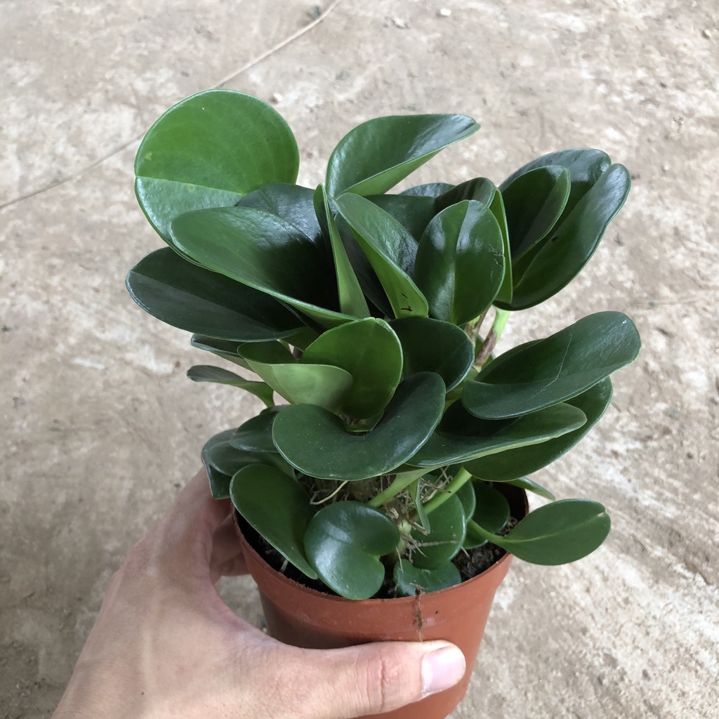 Cây trường sinh - trường sinh để bàn cao 12cm giúp thanh lọc không khí trang trí bàn làm việc