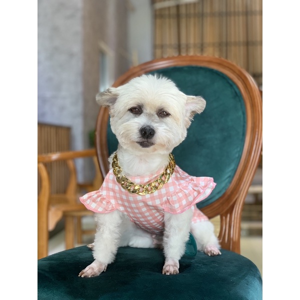 Áo tai bèo phối Gấu cho thú cưng