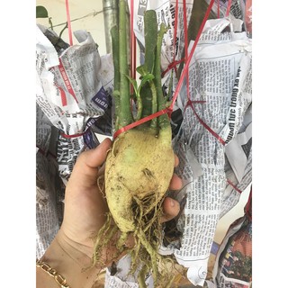 Combo 3 củ sứ70k