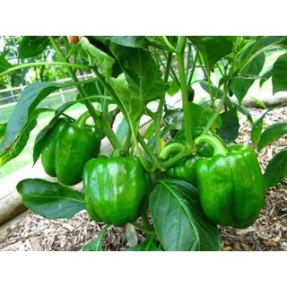 Hạt giống ớt ngọt ớt chuông - gói 1 gram