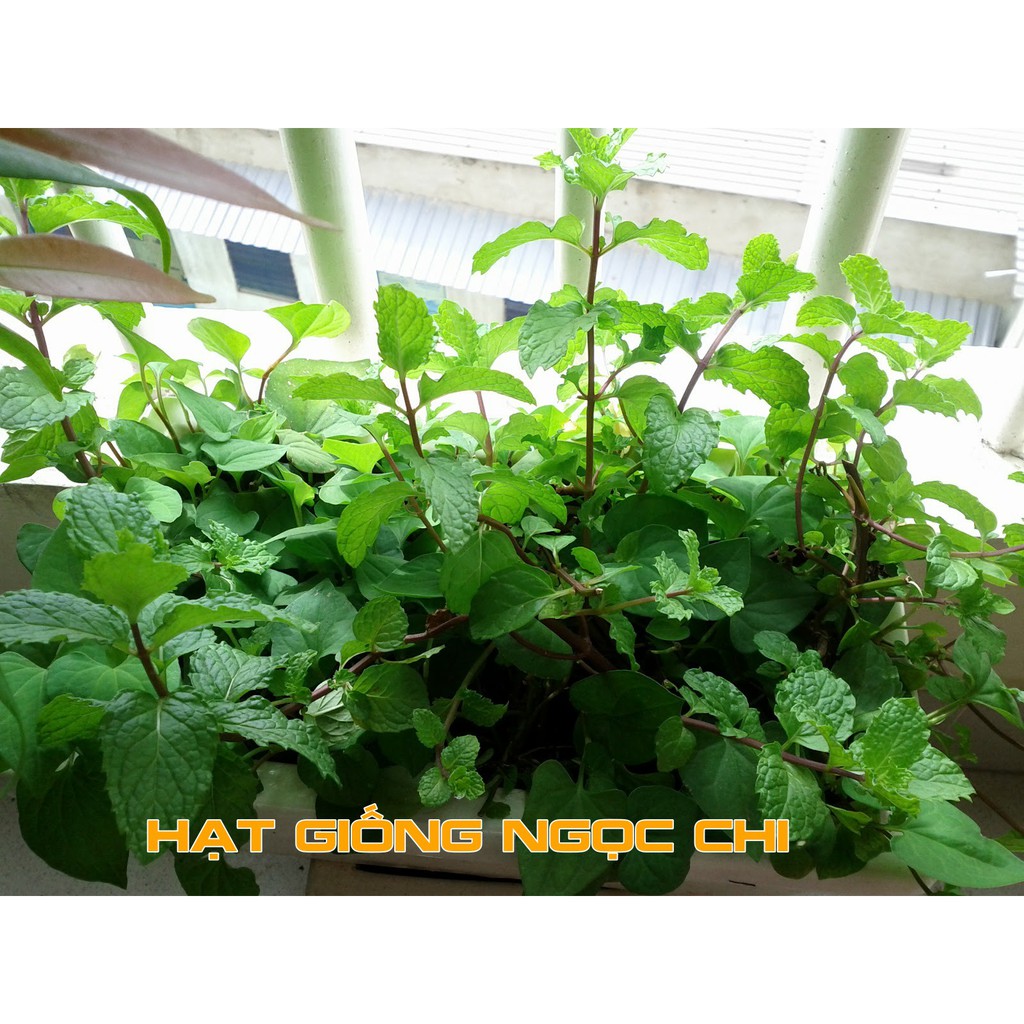 Hạt Giống Húng Bạc Hà (Húng Lủi) - 0.1Gr